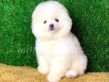 Orjinal Pomeranian Yavrularımız