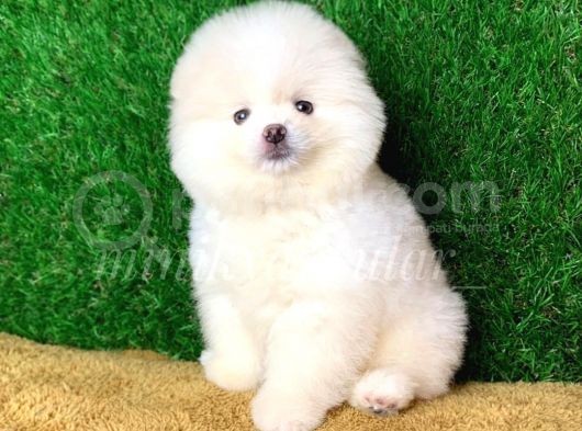 Orjinal Pomeranian Yavrularımız görsel