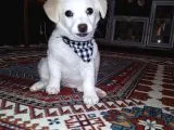 Yavru Terrier