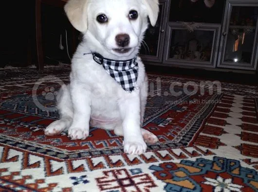 Yavru Terrier