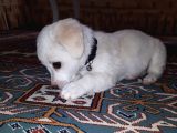 Yavru Terrier