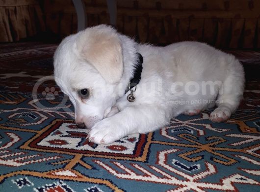 Yavru Terrier görsel