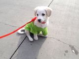 Yavru Terrier