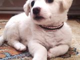 Yavru Terrier