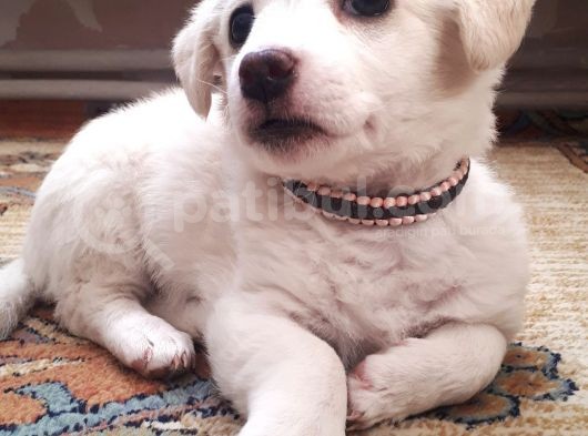 Yavru Terrier görsel