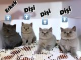 British Shorthair, Scottish Fold, Chinchilla Yavrular