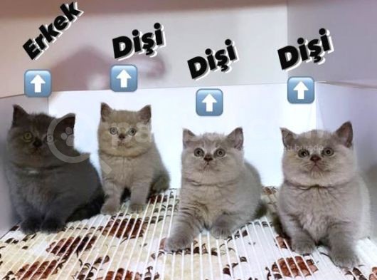 British Shorthair, Scottish Fold, Chinchilla Yavrular görsel