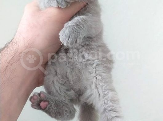 Scootish Fold görsel