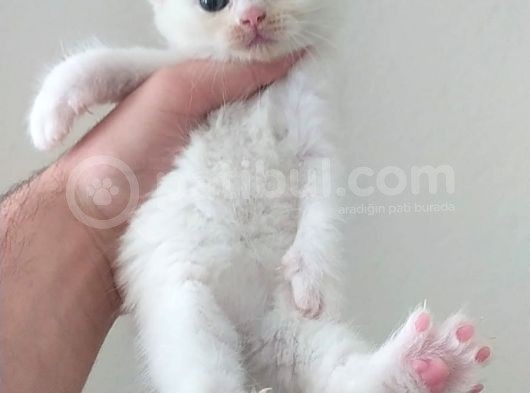 Scootish Fold görsel