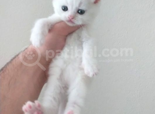 Scootish Fold görsel