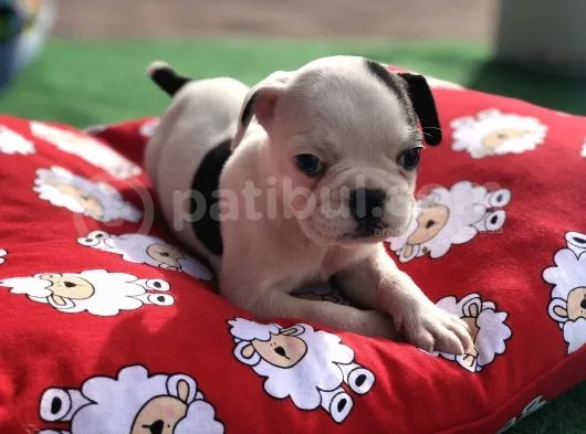 Erkek Güzeli French Buldog Yavrum