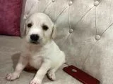 A kalite golden erkek yavrular aşılı karneli