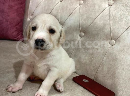 A Kalite Golden Erkek Yavrular Aşılı Karneli görsel