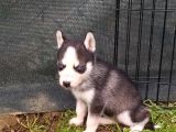 Sibirya Kurdu (Husky) Yavruları