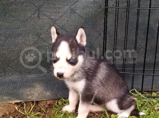 Sibirya Kurdu (Husky) Yavruları görsel