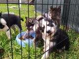 Sibirya Kurdu (Husky) Yavruları