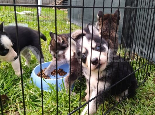 Sibirya Kurdu (Husky) Yavruları görsel