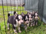 Sibirya Kurdu (Husky) Yavruları