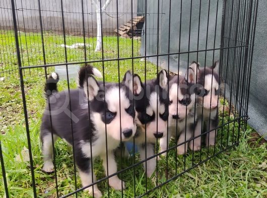 Sibirya Kurdu (Husky) Yavruları görsel