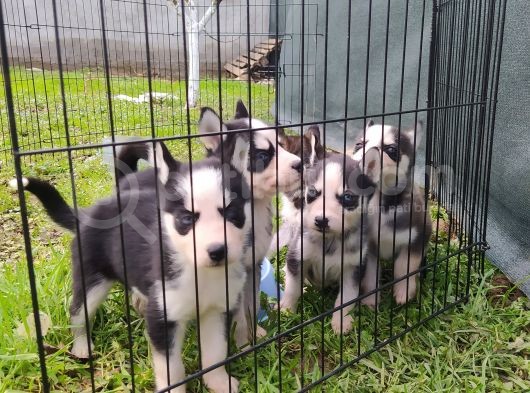 Sibirya Kurdu (Husky) Yavruları görsel