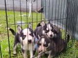 Sibirya Kurdu (Husky) Yavruları
