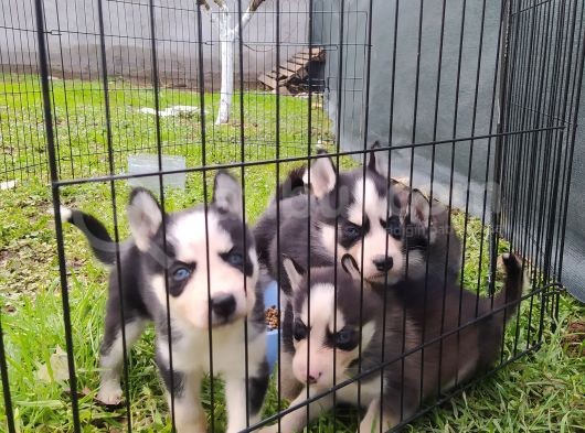 Sibirya Kurdu (Husky) Yavruları görsel