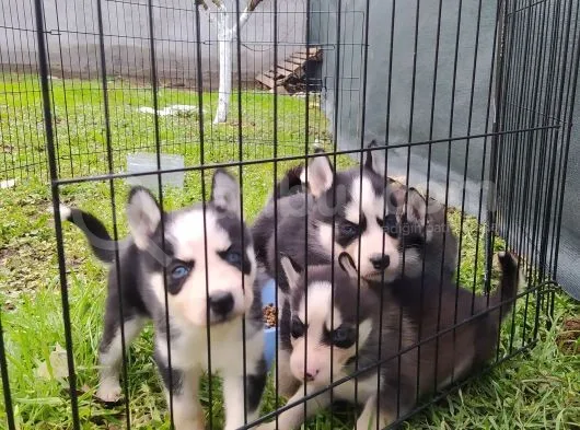 Sibirya Kurdu (Husky) Yavruları