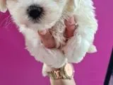 Mi̇ni̇k Malteseleri̇mi̇z Geldi̇