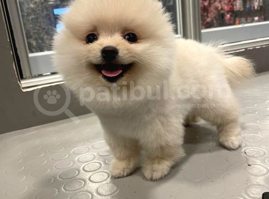 3.5 Aylik Di̇şi̇ Pomerani̇an Boo görsel