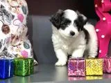 Erkek Morkie Yavrum Teslime Hazır
