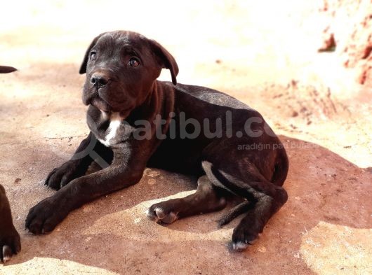 Antalya İçin A Kategori  Cane Corsolar görsel