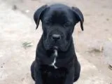 Antalya İçin A Kategori  Cane Corsolar