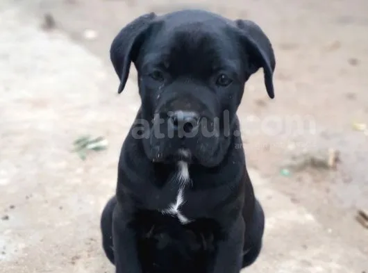 Antalya İçin A Kategori  Cane Corsolar