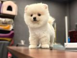 3.5 Aylik Di̇şi̇ Pomerani̇an Boo