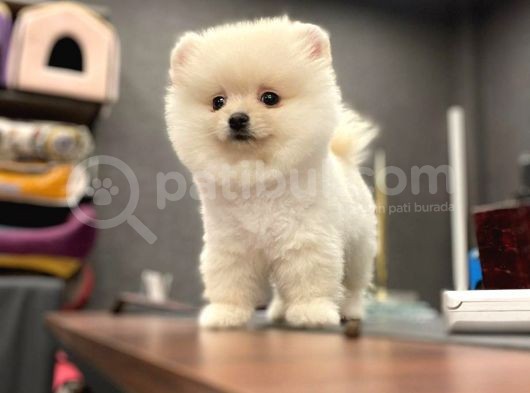 3.5 Aylik Di̇şi̇ Pomerani̇an Boo görsel