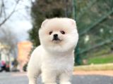 3.5 Aylik Di̇şi̇ Pomerani̇an Boo