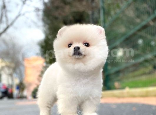 3.5 Aylik Di̇şi̇ Pomerani̇an Boo görsel