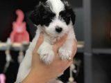 Erkek Morkie Yavrum Teslime Hazır