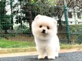3.5 Aylik Di̇şi̇ Pomerani̇an Boo