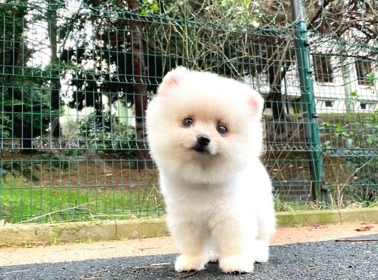 3.5 Aylik Di̇şi̇ Pomerani̇an Boo görsel