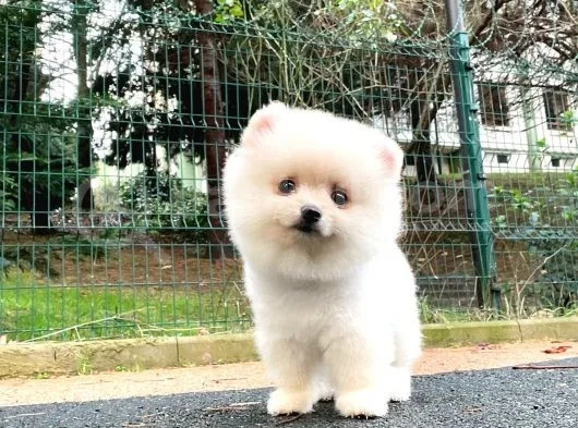 3.5 Aylik Di̇şi̇ Pomerani̇an Boo