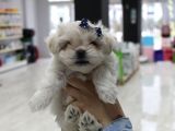 Kore Kan Malti̇poo Yavrularim