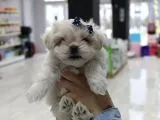 Kore Kan Malti̇poo Yavrularim