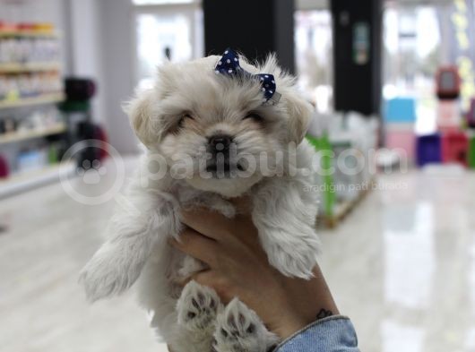 Kore Kan Malti̇poo Yavrularim görsel