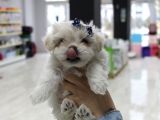 Kore Kan Malti̇poo Yavrularim