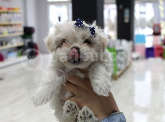 Kore Kan Malti̇poo Yavrularim görsel