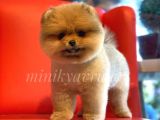 Orjinal Pomeranian Yavrularımız