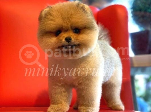 Orjinal Pomeranian Yavrularımız görsel