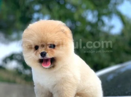 Safkan Pomeranian Yavrularımız