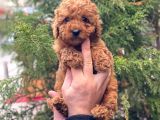 Red Brown Erkek Toy Poodle Yavrumuz